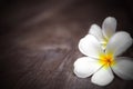 White frangipani flowers on wooden background with shallow depth of field Royalty Free Stock Photo