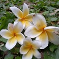 white frangipani flowers with yellow accents in the middle