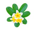 White frangipani with green leaves isolated on white