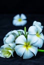 White frangipani isolated on black background