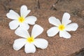 White frangipani (plumeria) on laterite background, selectived f Royalty Free Stock Photo