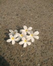 White frangipani plumeria tropical flower 0n the floor