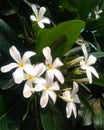 White frangipani plumeria tropical flower with water drops. Garden, perfume.