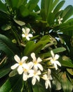 White frangipani plumeria tropical flower with water drops. Garden, perfume.
