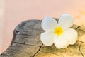 White frangipani tropical flower