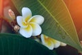 White frangipani tropical flower, plumeria flower fresh blooming Royalty Free Stock Photo