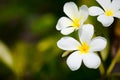 White frangipani tropical flowers