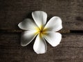 White frangipani on wooden boardwalk background Royalty Free Stock Photo