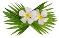 White frangipanis Royalty Free Stock Photo
