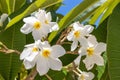 White frangipanis flower on green leaf background Royalty Free Stock Photo
