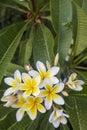 White frangipanis flower on green leaf background in garden