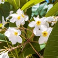 White frangipanis flower Royalty Free Stock Photo