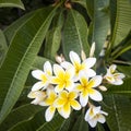 White frangipanis flower on green leaf background in garden. Square frame Royalty Free Stock Photo