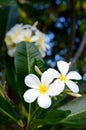 White frangipanis on a tree Royalty Free Stock Photo