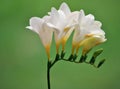 White freesia