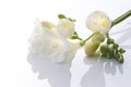 White freesia