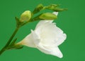 White freesia