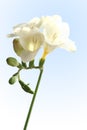 White Freesia