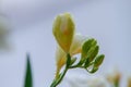 White freesia flower buds with raind drops Royalty Free Stock Photo