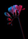 White Freesia flowers blooming, with buds on stem, pink and blue neon light