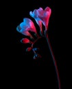 White Freesia flowers blooming, with buds on stem, pink and blue neon light