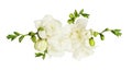 White freesia flowers and buds in a floral arrangement