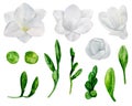 White freesia flowers vector