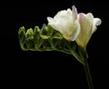 White freesia with water drops