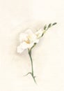 White freesia watercolor painting