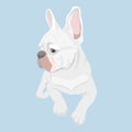 French Bulldog lying and looking sideways. Purebred canine hand Royalty Free Stock Photo