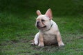 White french bulldog puppy have funny