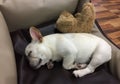 White french bulldog puppy have funny