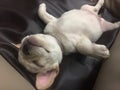 White french bulldog puppy have funny