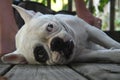 A White French Bulldog with a spot on her eye enjoying some attention Royalty Free Stock Photo