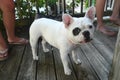 A White French Bulldog with a spot on her eye enjoying some attention Royalty Free Stock Photo