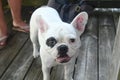 A White French Bulldog with a spot on her eye enjoying some attention Royalty Free Stock Photo