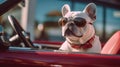 White French Bulldog, wearing sunglasses, driving an open top car, Generative AI