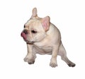 White French Bulldog with wihte background Royalty Free Stock Photo