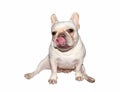 White French Bulldog with wihte background Royalty Free Stock Photo
