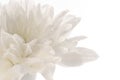 White fresh beautiful chrysanthemums close up