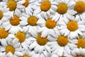 White fresh beautiful summer white daisy texture Royalty Free Stock Photo