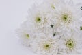 White fresh chrysanthemum flowers close up.