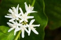 White fresh coffee flower on tree in tropical field