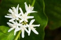 White fresh coffee flower on tree in tropical field Royalty Free Stock Photo