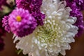 White Fresh Flowers Crisanthemum Close Up. Copy space for text. High resolution beautiful flowers bouquet. Royalty Free Stock Photo