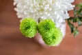 White Fresh Flowers Crisanthemum Close Up. Copy space for text. High resolution beautiful flowers bouquet. Royalty Free Stock Photo