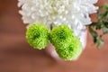 White Fresh Flowers Crisanthemum Close Up. Copy space for text. High resolution beautiful flowers bouquet.