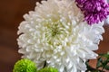 White Fresh Flowers Crisanthemum Close Up. Copy space for text. High resolution beautiful flowers bouquet. Royalty Free Stock Photo