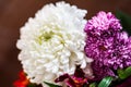 White Fresh Flowers Crisanthemum Close Up. Copy space for text. High resolution beautiful flowers bouquet. Royalty Free Stock Photo