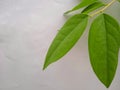 on white fresh green starfruit leaves Royalty Free Stock Photo
